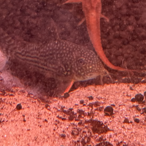 Coridoras Sterbai