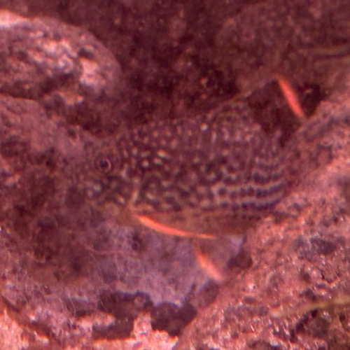 Coridoras Sterbai
