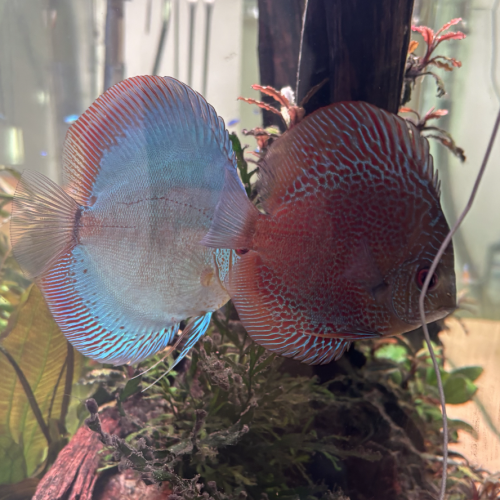 Discus 10/12 cm