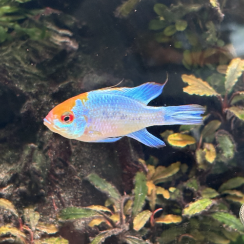Ramirezi bleu electrique