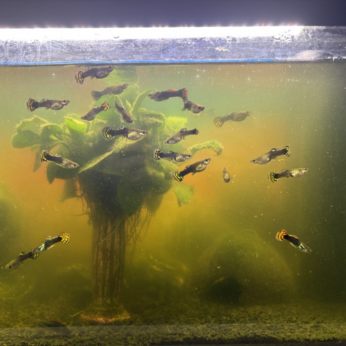 Donne guppys en bonne santé – Lyon