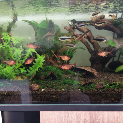 Plusieurs espèces de poissons