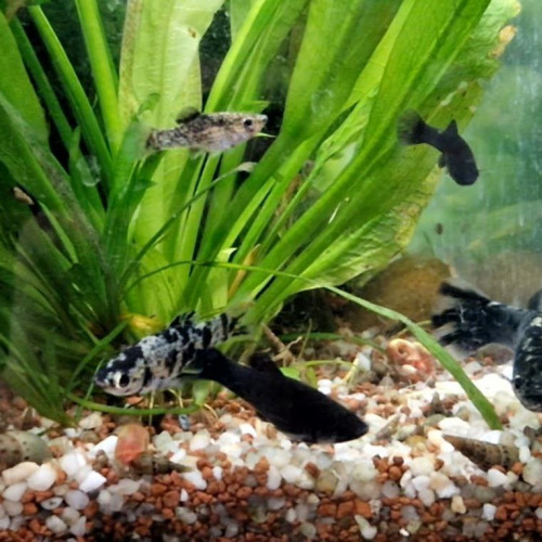 URGENT avant 22/06 ! Donne alevins Black Molly / Molly Dalmatiens