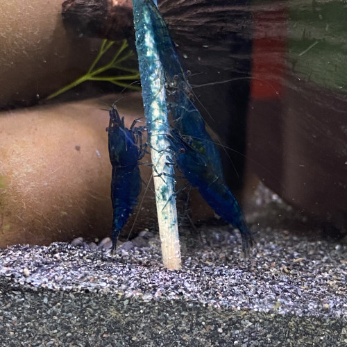 Neocaridina Blue Dream High grade