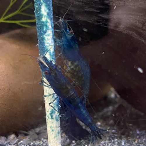 Neocaridina Blue Dream High grade