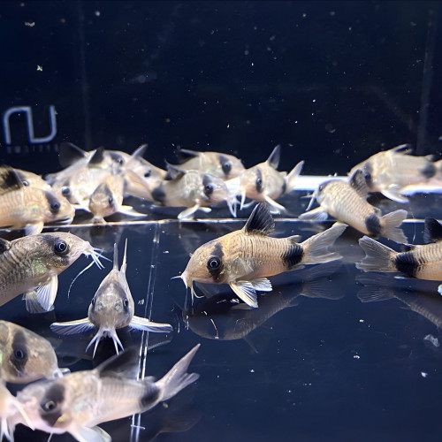 Corydoras panda