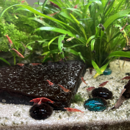 Crevettes