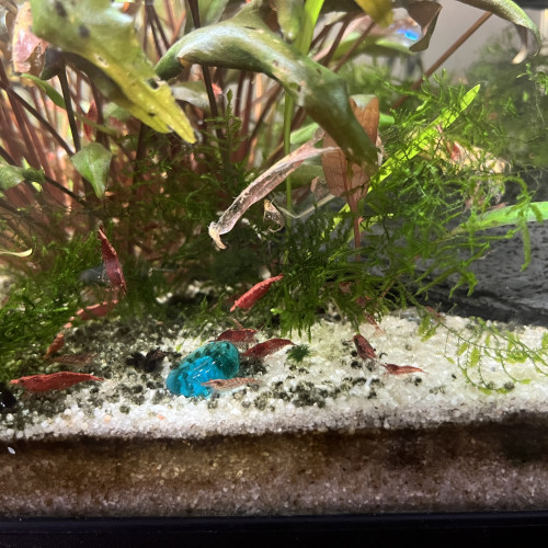 Crevettes