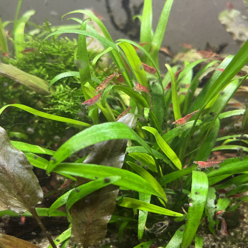 Crevettes