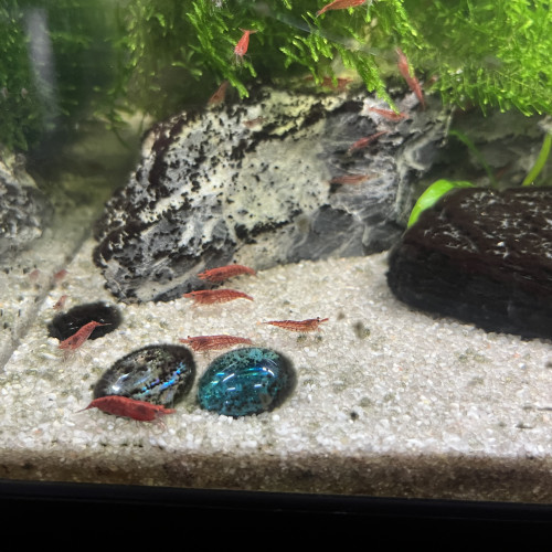 Crevettes