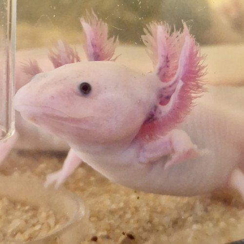 Jeunes Axolotls Leucistiques