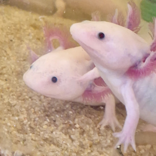 Jeunes Axolotls Leucistiques