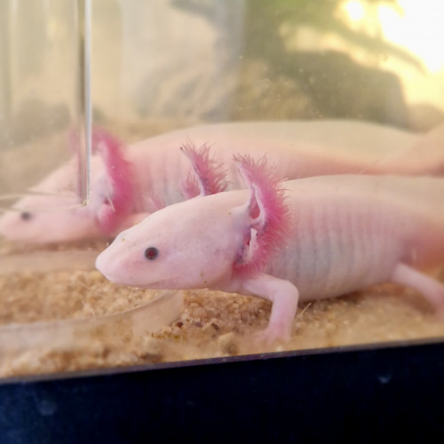 Jeunes Axolotls Leucistiques