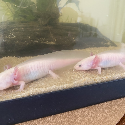 Jeunes Axolotls Leucistiques