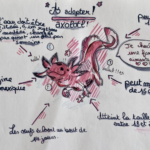Jeunes Axolotls Leucistiques