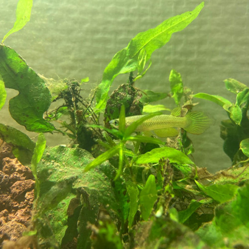 Aplocheilus Linéatus Doré