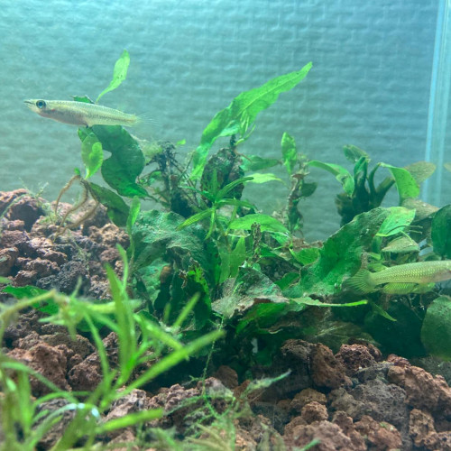 Aplocheilus Linéatus Doré