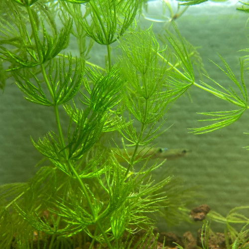Aplocheilus Linéatus Doré