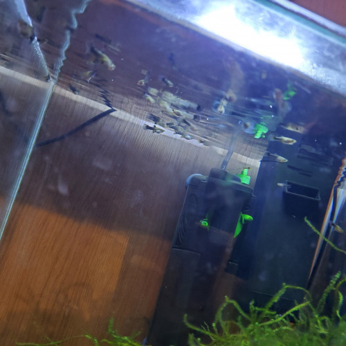 Échange ou vente guppy