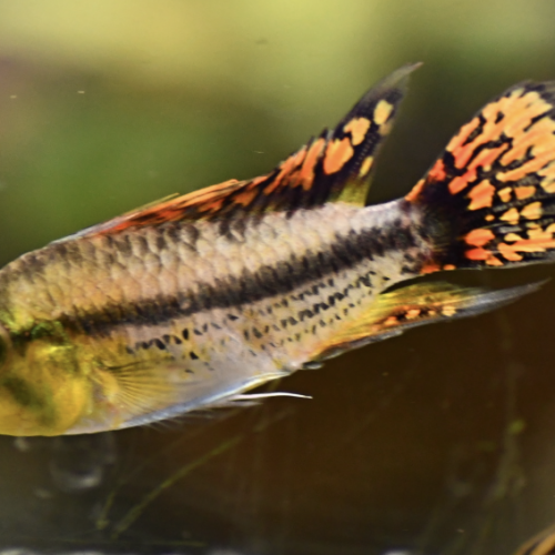 Apistogramma cacatuoides Femelle