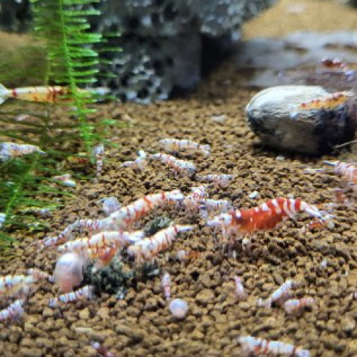 Caridina fancy tiger red