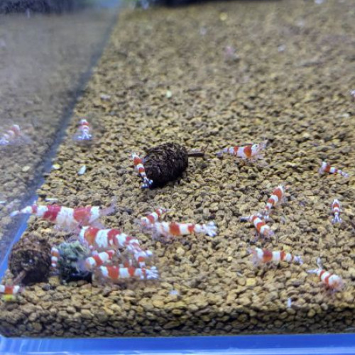 Caridina crystal red