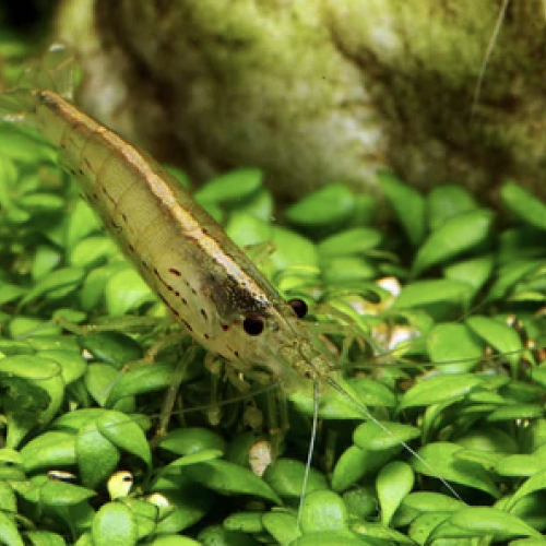 Crevette Amano Japonica XL