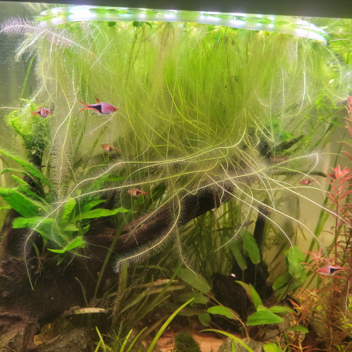 Limnobium Laevigatum