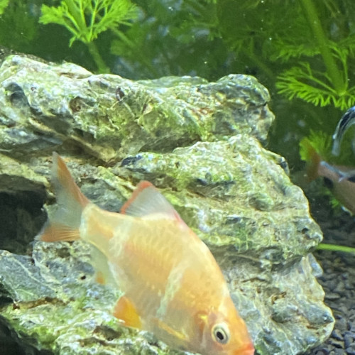 Barbus de Sumatra