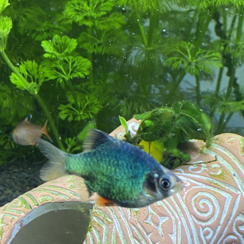 Barbus de Sumatra
