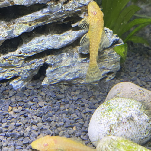 Ancictrus