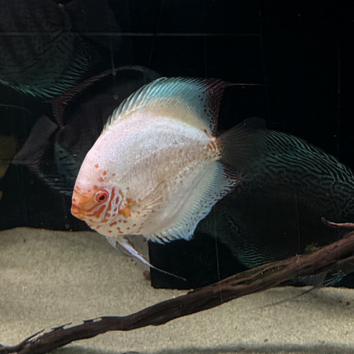 Donne 5x Discus adultes + Ancistrus et Corydoras