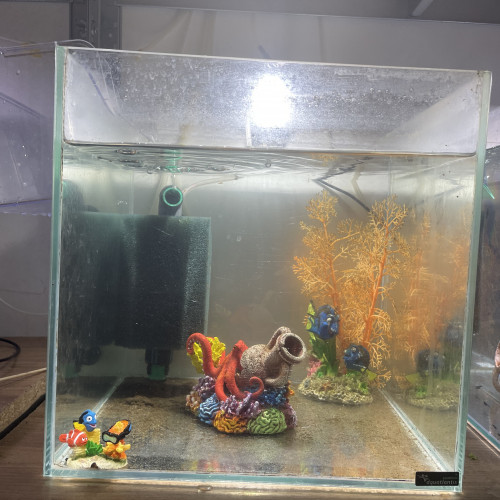 Plusieurs Nano 30l avec  caridina ou néo