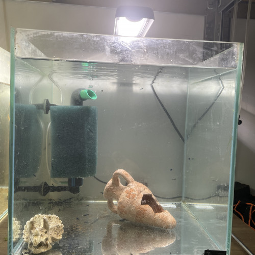 Plusieurs Nano 30l avec  caridina ou néo