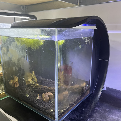 Plusieurs Nano 30l avec  caridina ou néo