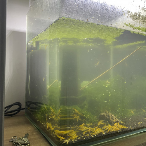 Plusieurs Nano 30l avec  caridina ou néo