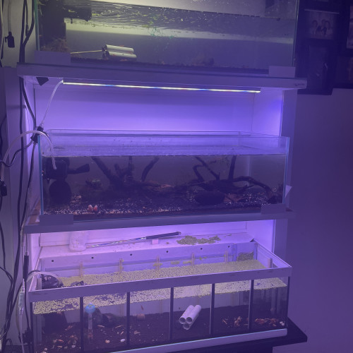 Plusieurs Nano 30l avec  caridina ou néo