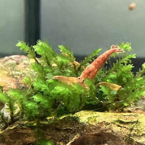 Kit vivant & plantes & crevettes Sakura endler aux choix