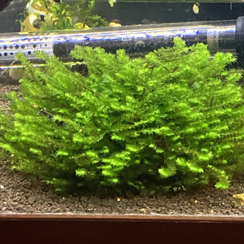 Kit vivant & plantes & crevettes Sakura endler aux choix
