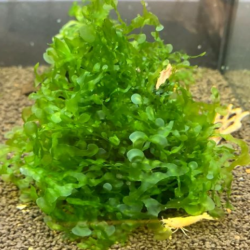 Kit vivant & plantes & crevettes Sakura endler aux choix