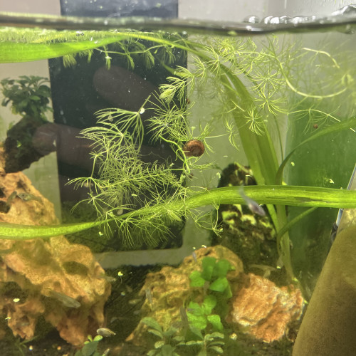 Kit vivant & plantes & crevettes Sakura endler aux choix