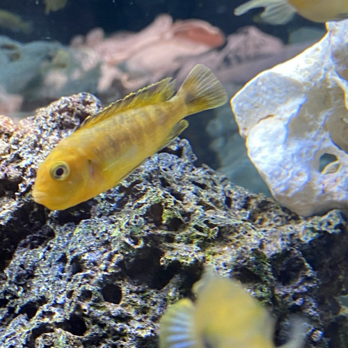 Melachromis interuptus (pseudotropheus)