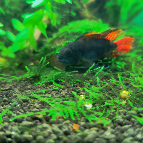 Couple d'apistogramma cacatuoide