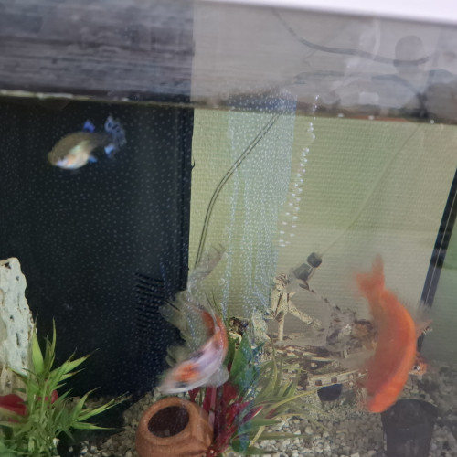 Urgent donne poissons