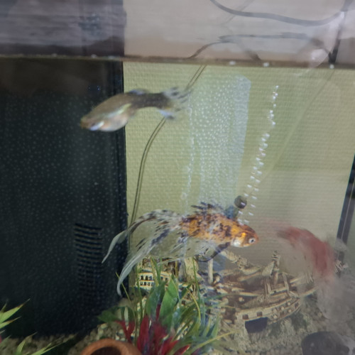 Urgent donne poissons