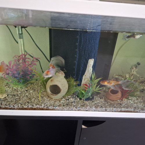 Urgent donne poissons