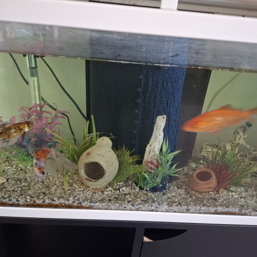 Urgent donne poissons