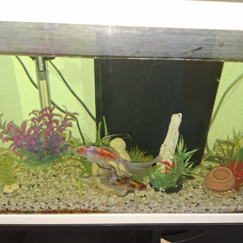 Urgent donne poissons