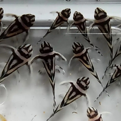 Hypancistrus Zebra L46