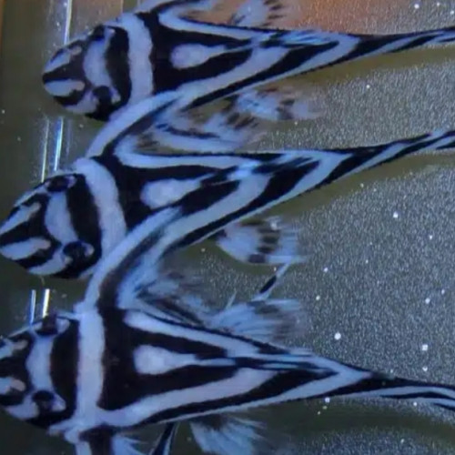 Hypancistrus Zebra L46